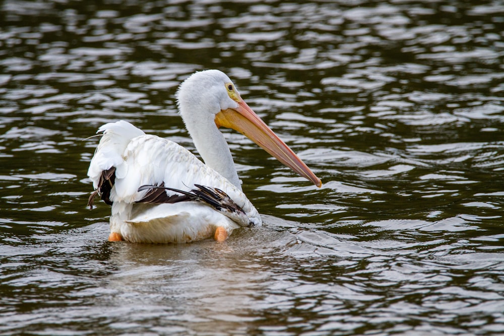 um pelicano branco com um bico longo nada na água