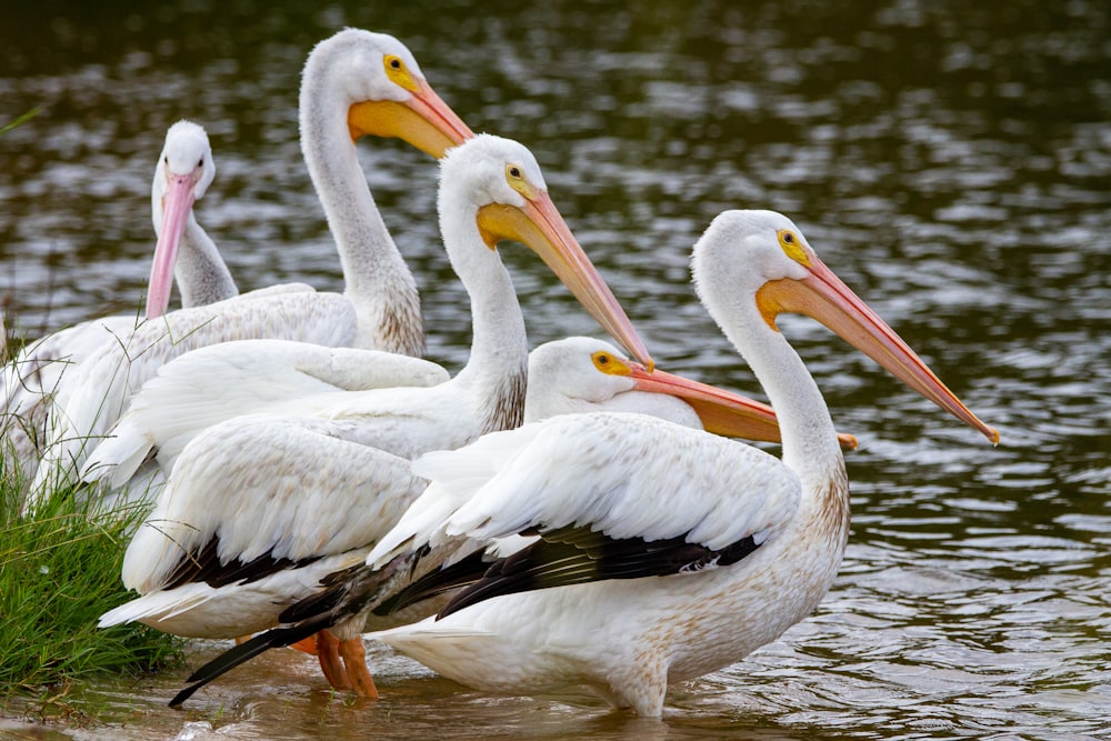 um grupo de pelicanos em pé em um corpo de água