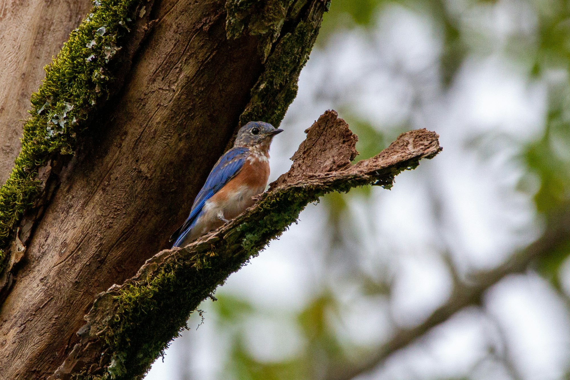 A juvenile eastern bluebird taking refuge in the bark of a tree.