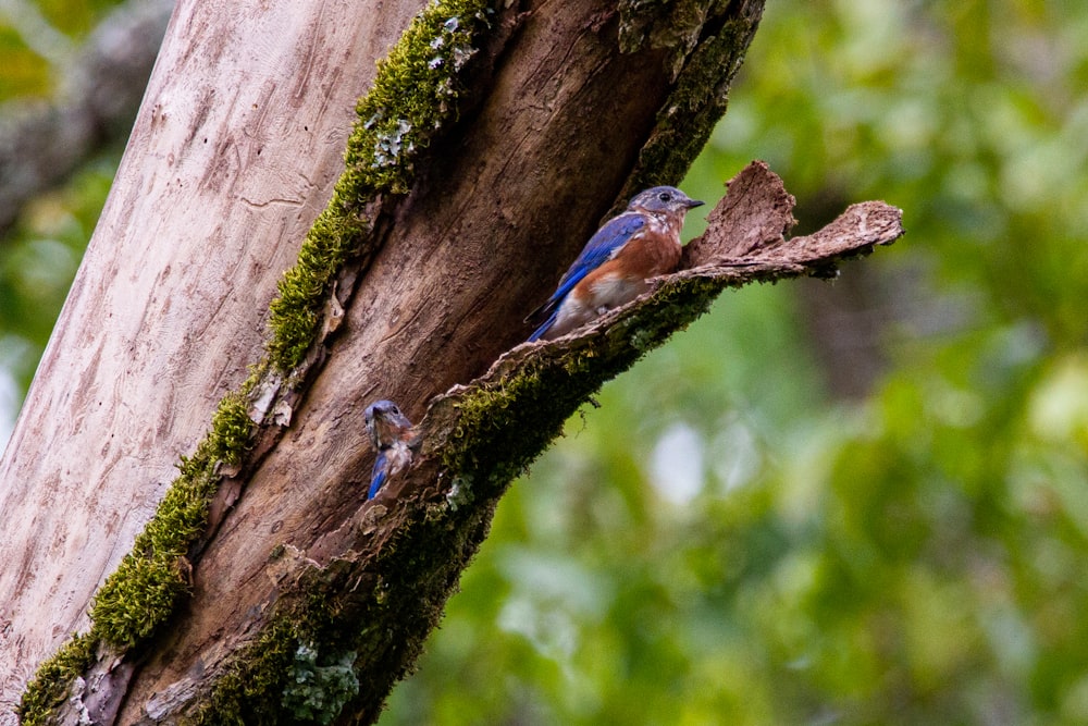 um pássaro azul empoleirado em um galho de árvore