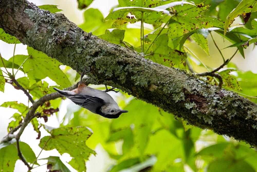 a small bird perched on a tree branch