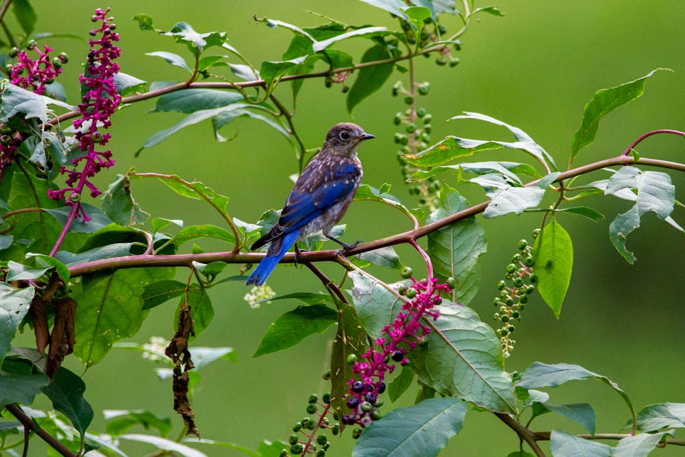 um pássaro azul sentado em um galho de uma árvore