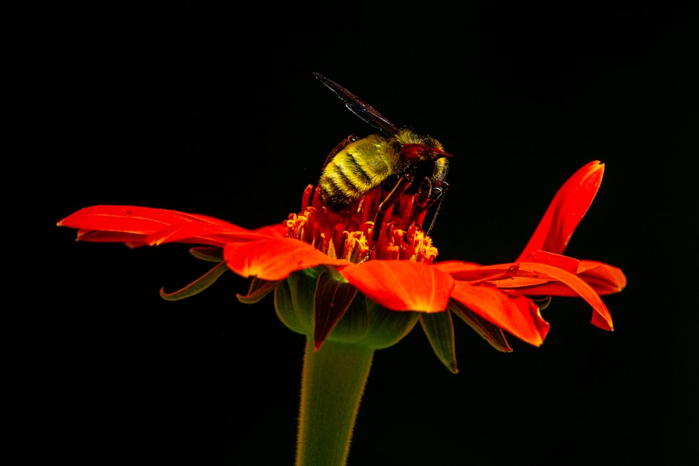 uma abelha sentada em cima de uma flor vermelha
