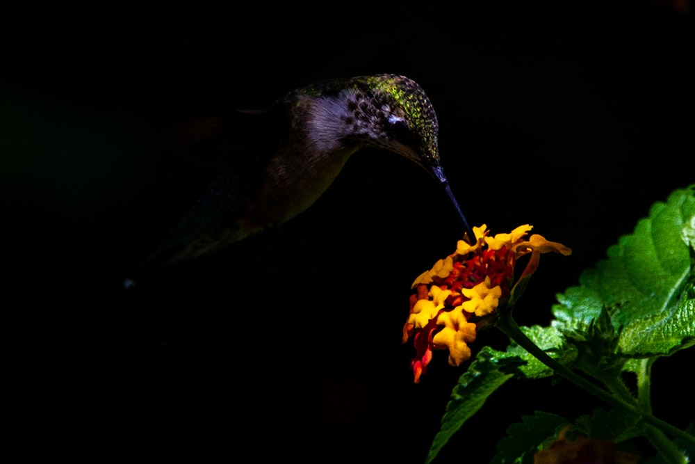 a hummingbird feeding on a flower in the dark