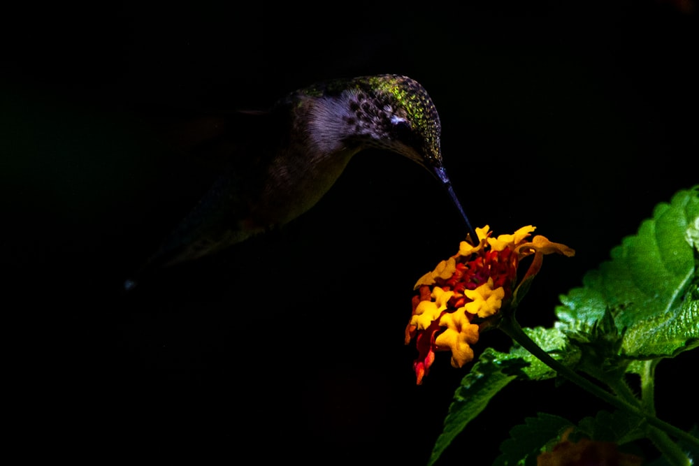 um beija-flor que se alimenta de uma flor no escuro