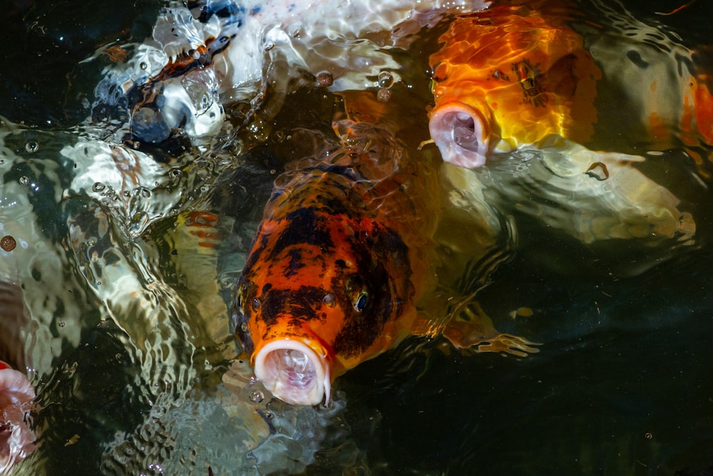 a group of fish swimming in a pond