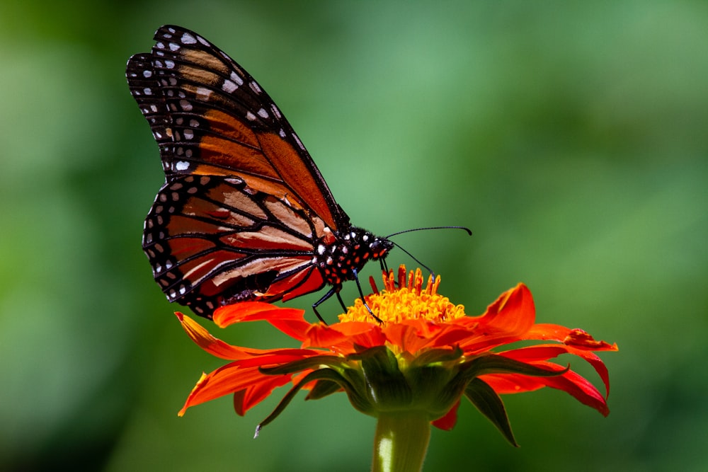 a close up of a butterfly on a flower