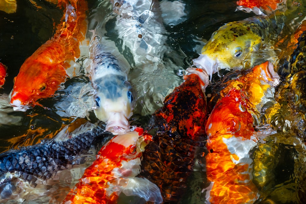 a group of koi fish swimming in a pond