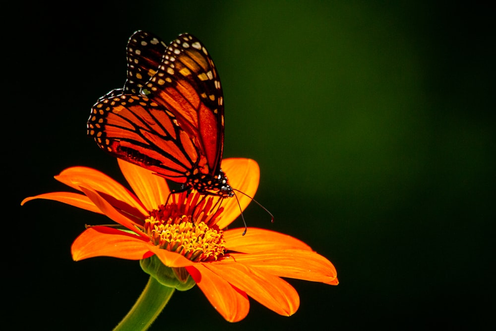 um close up de uma borboleta em uma flor
