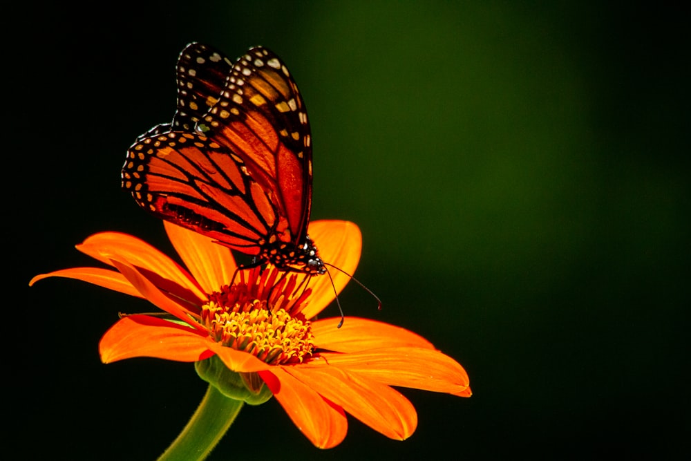 a close up of a butterfly on a flower