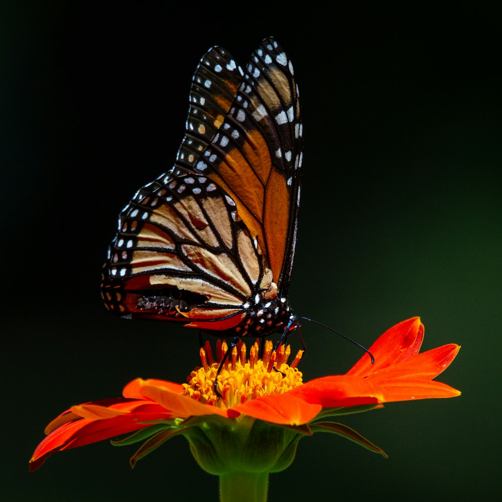 a close up of a butterfly on a flower