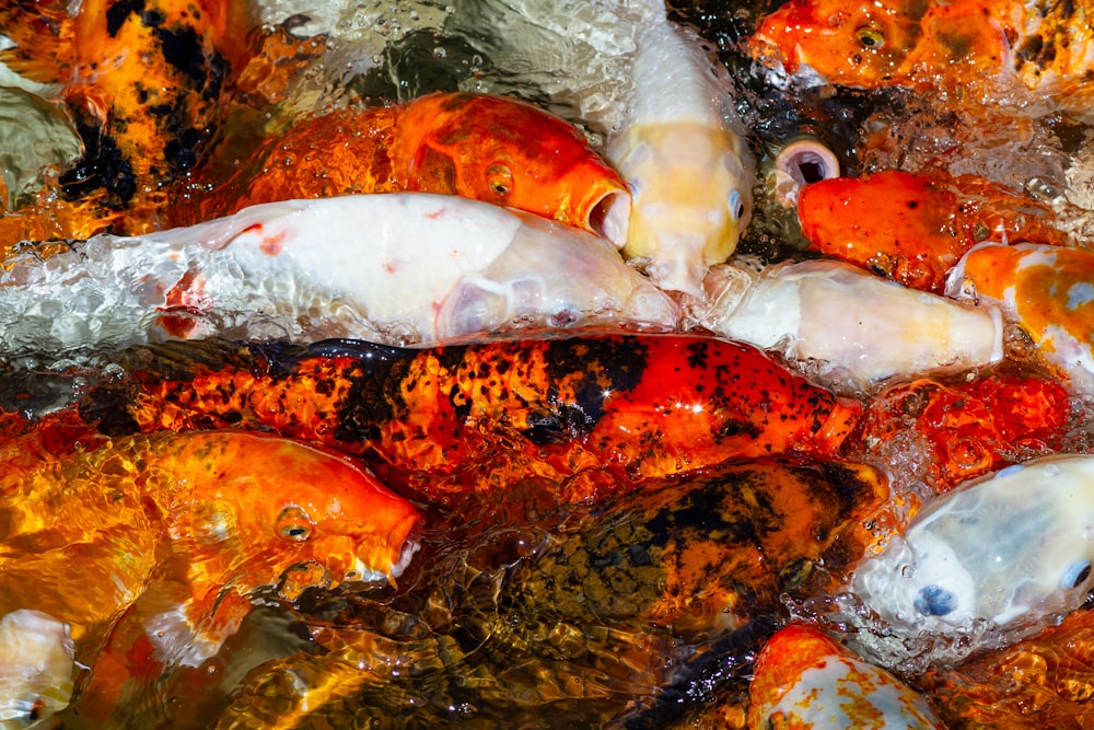 un tas de poissons qui sont dans l’eau