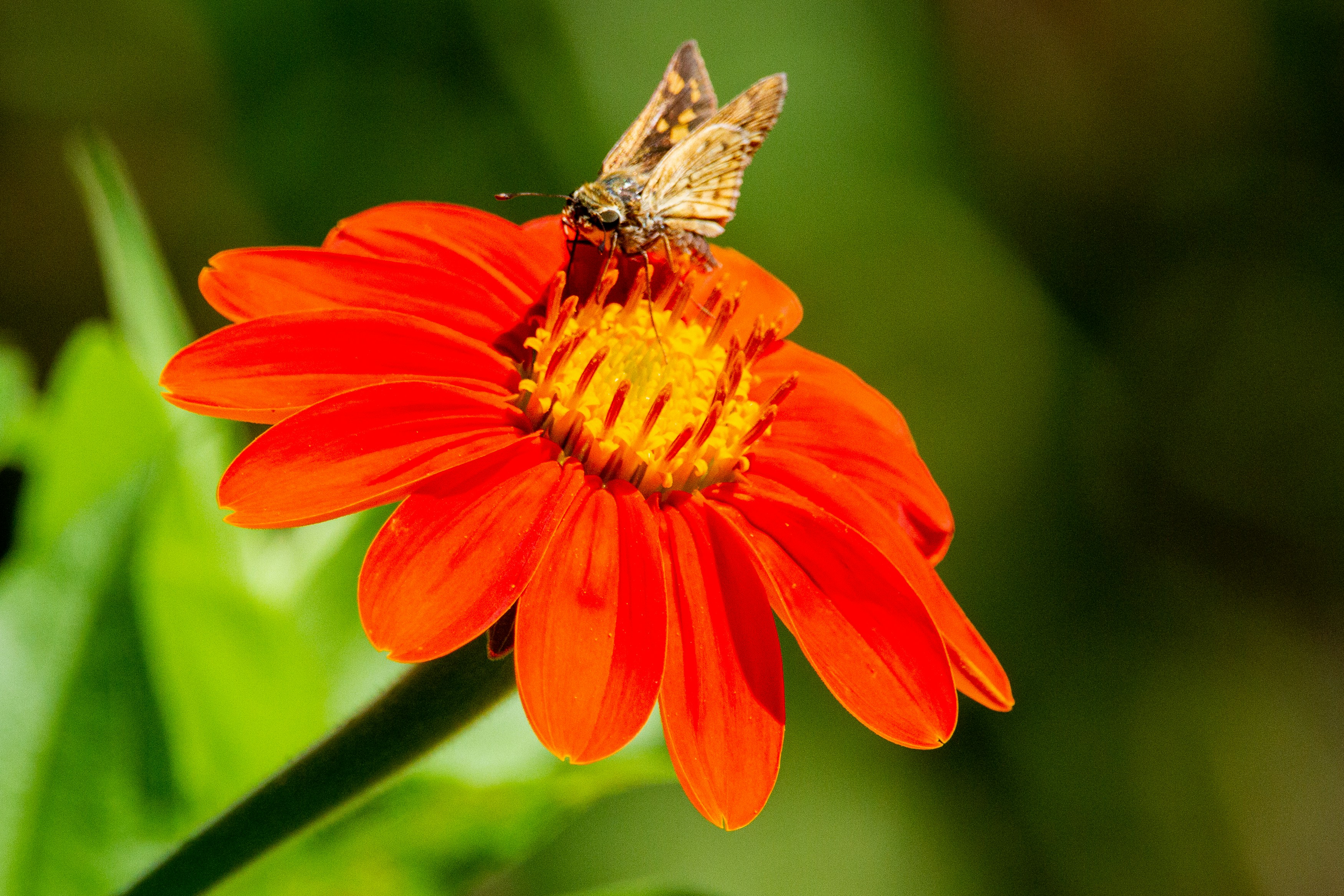 A fiery skipper on zinnia.