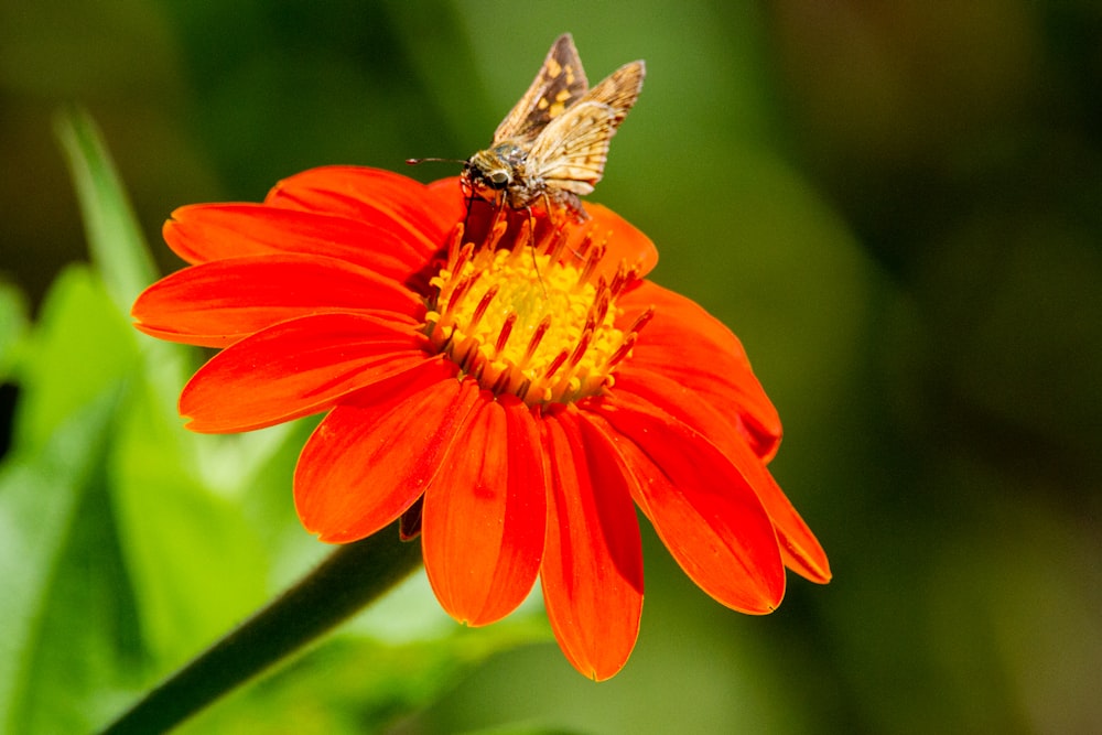 a close up of a flower with a butterfly on it
