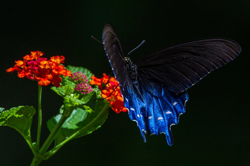 uma borboleta azul e preta sentada em cima de uma flor