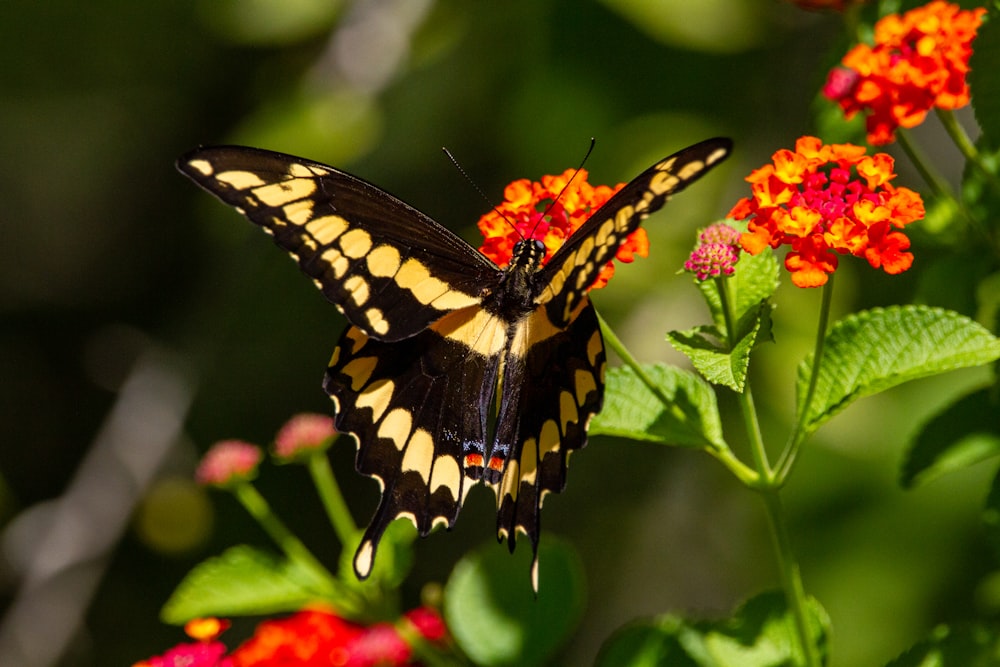 a yellow and black butterfly sitting on a flower