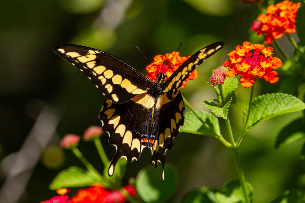 uma borboleta amarela e preta sentada em uma flor