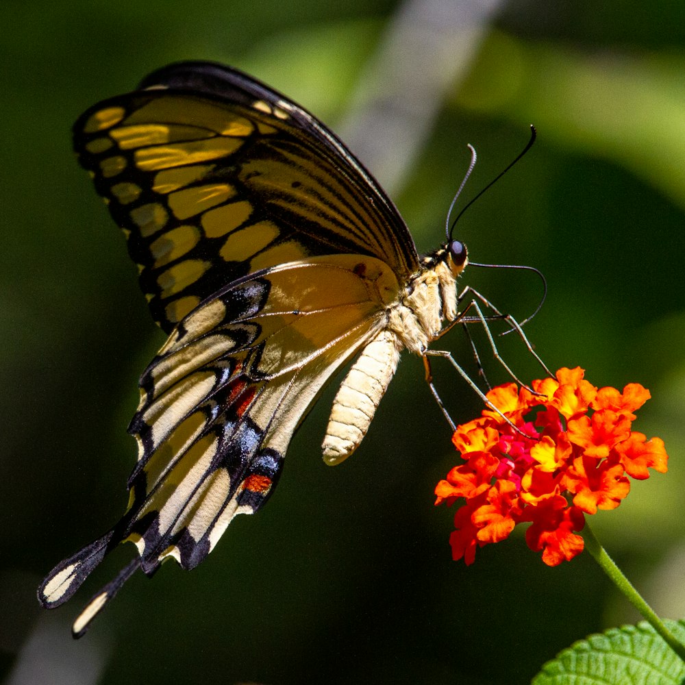 uma borboleta amarela e preta sentada em cima de uma flor