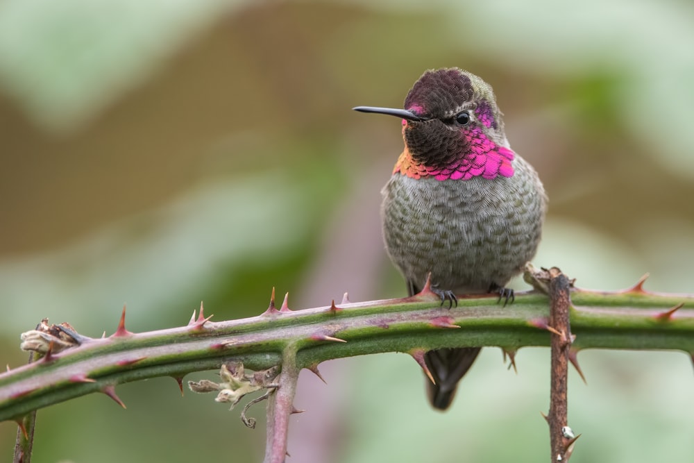 a hummingbird perched on a plant with a pink flower