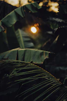 Sunlight filtering through banana leaves, symbolizing growth and sustainability.