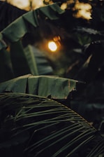 Sunlight filtering through lush banana leaves on the farm at dawn.