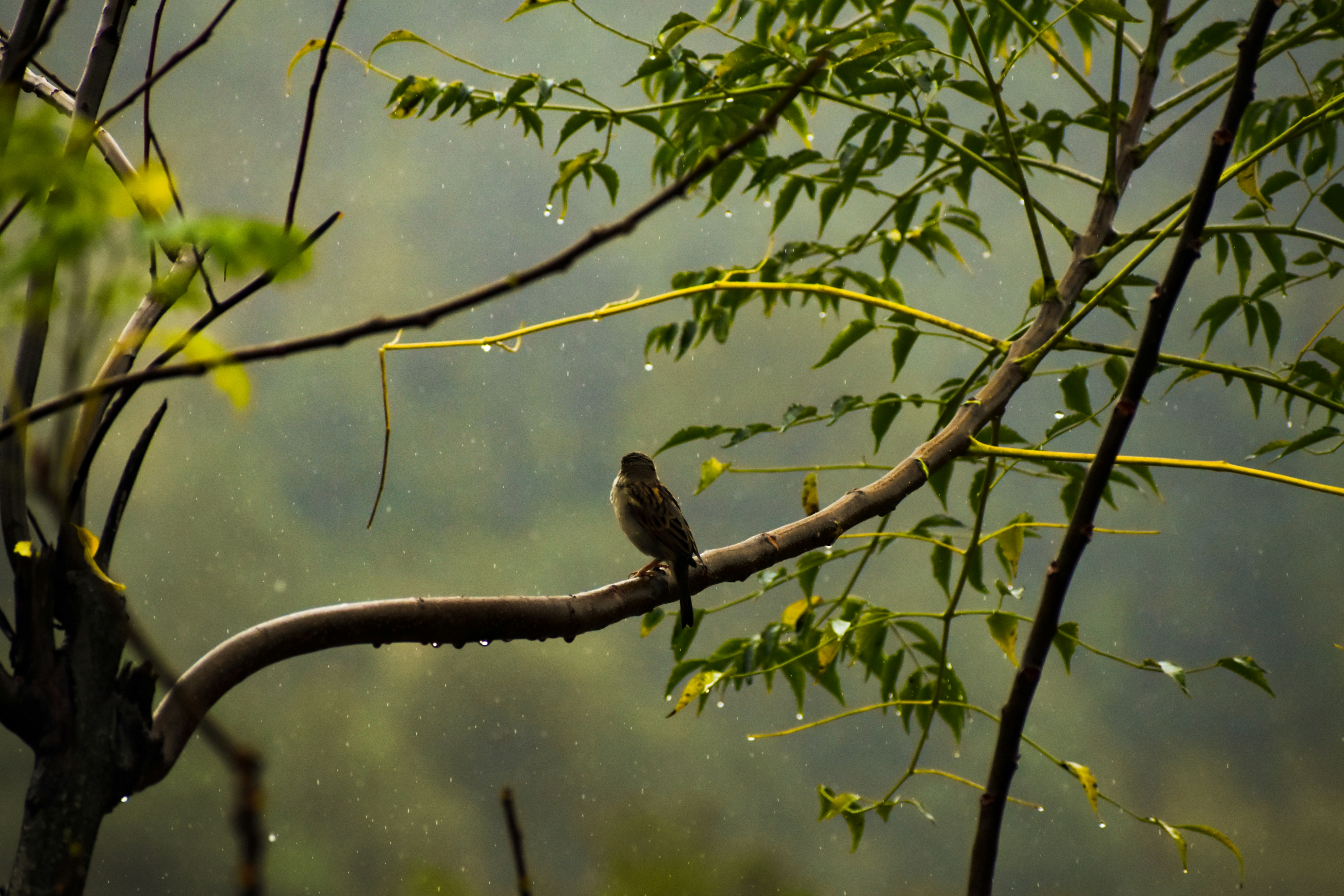 Photo by abhinav_arya