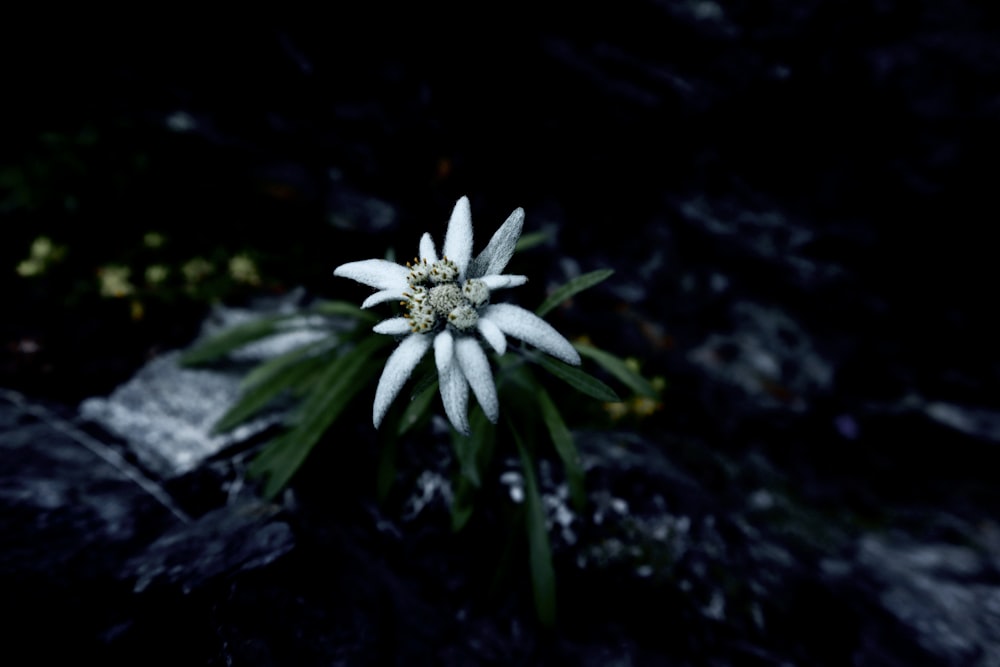 a white flower with green leaves in the dark