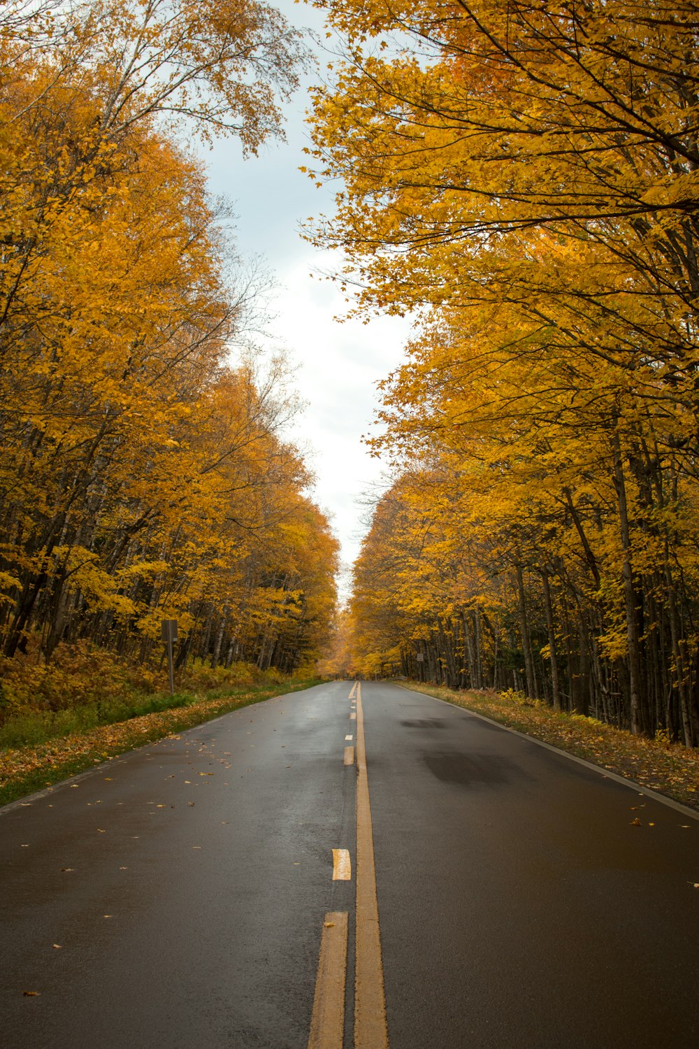 Una strada vuota circondata da alberi con foglie gialle