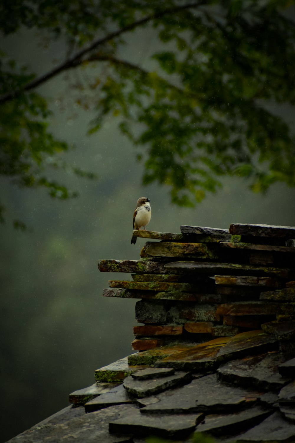 a small bird perched on top of a roof