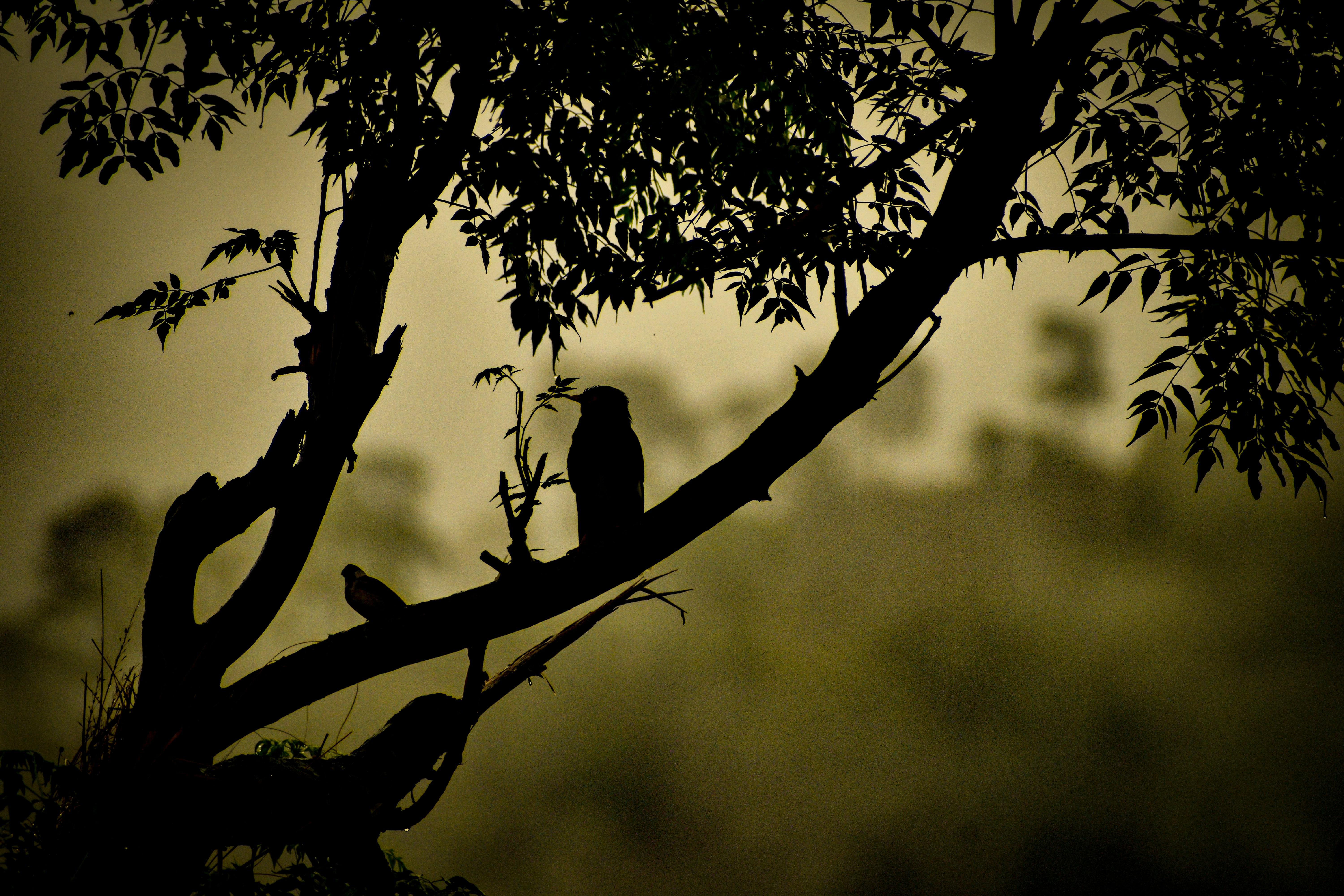 Photo by abhinav_arya