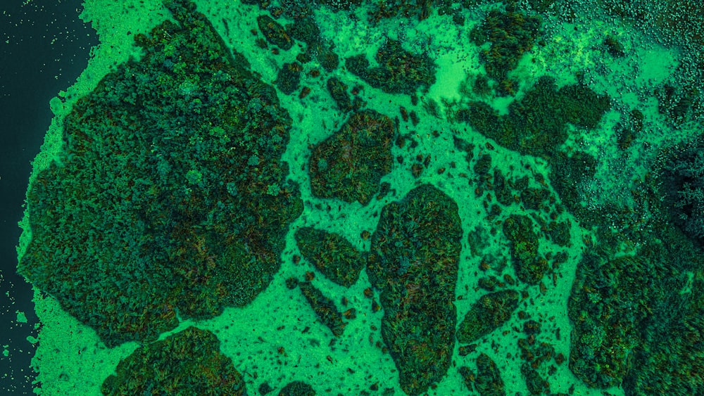 an aerial view of a body of water covered in green algae