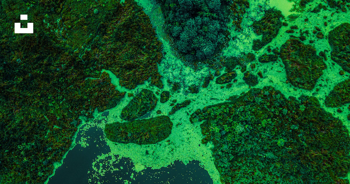Algae Photo An aerial view of a body of water covered in green algae photo – Free ...