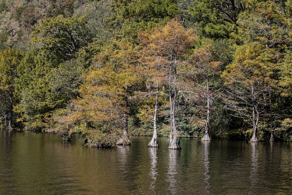 a body of water surrounded by lots of trees