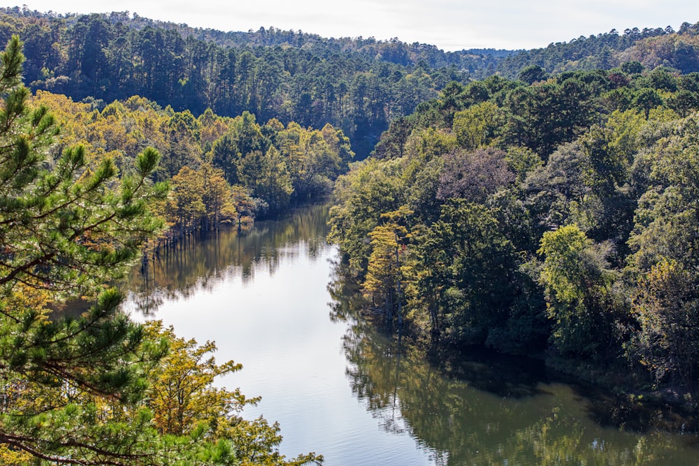 a river running through a forest filled with lots of trees