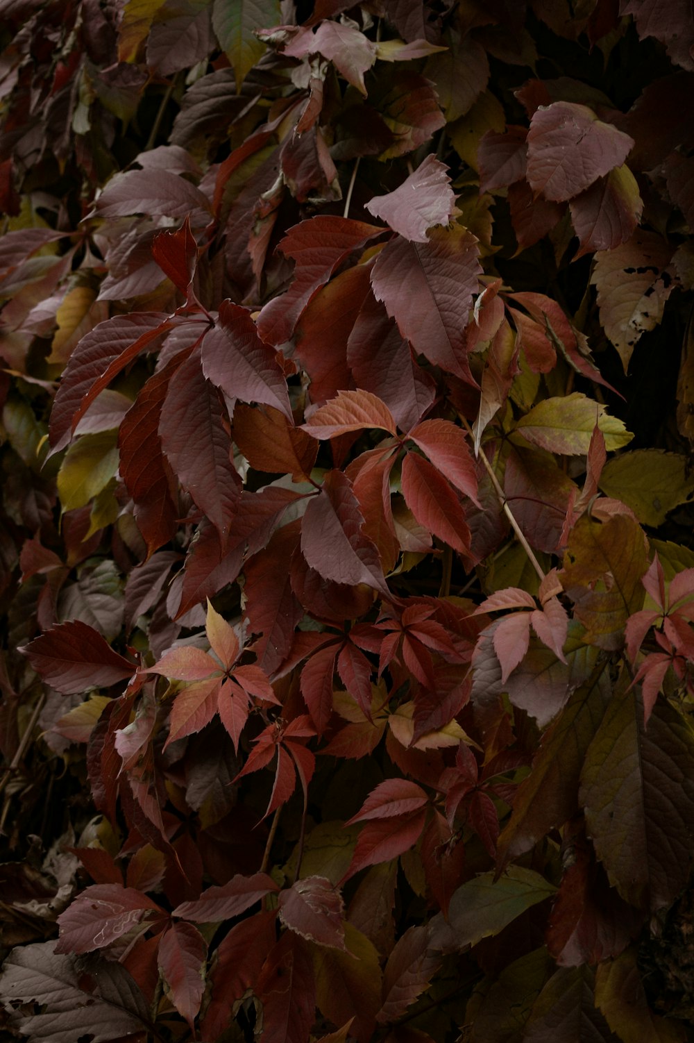 a bunch of leaves that are on a tree