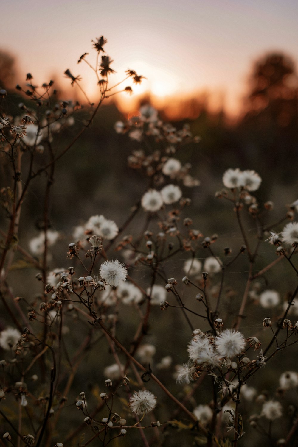 a field of flowers with the sun setting in the background