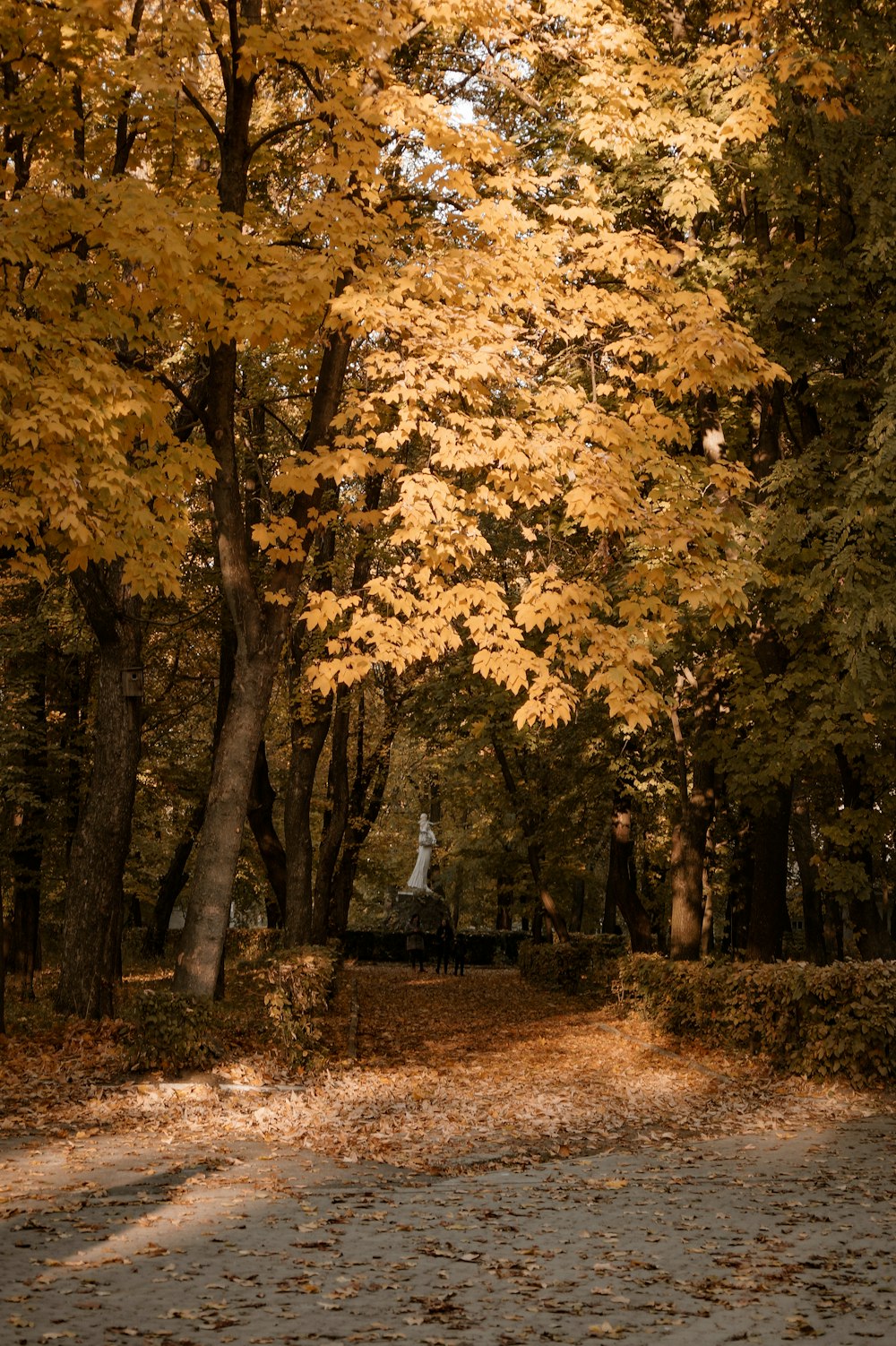 a park bench sitting in the middle of a forest