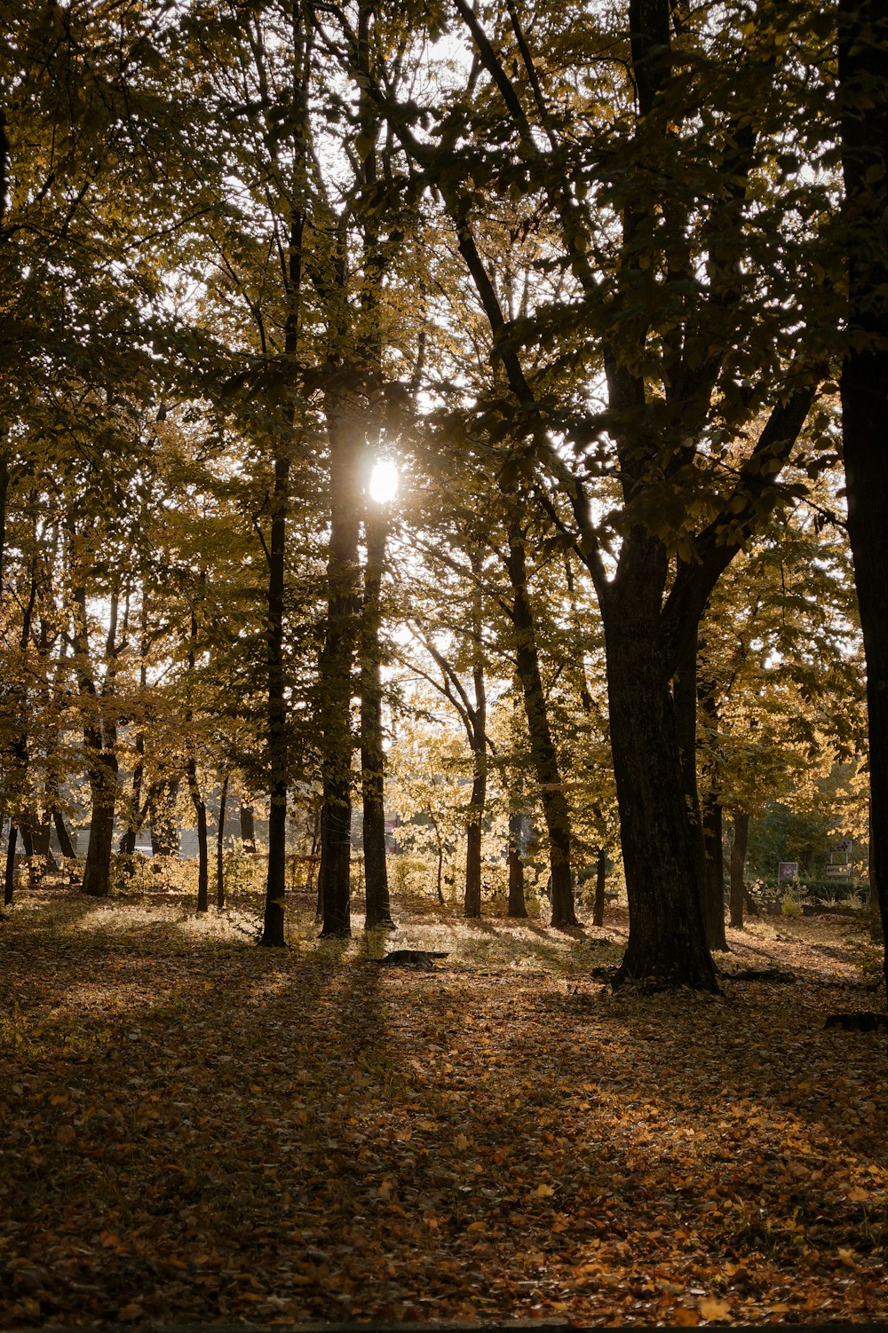 Le soleil brille à travers les arbres dans un parc