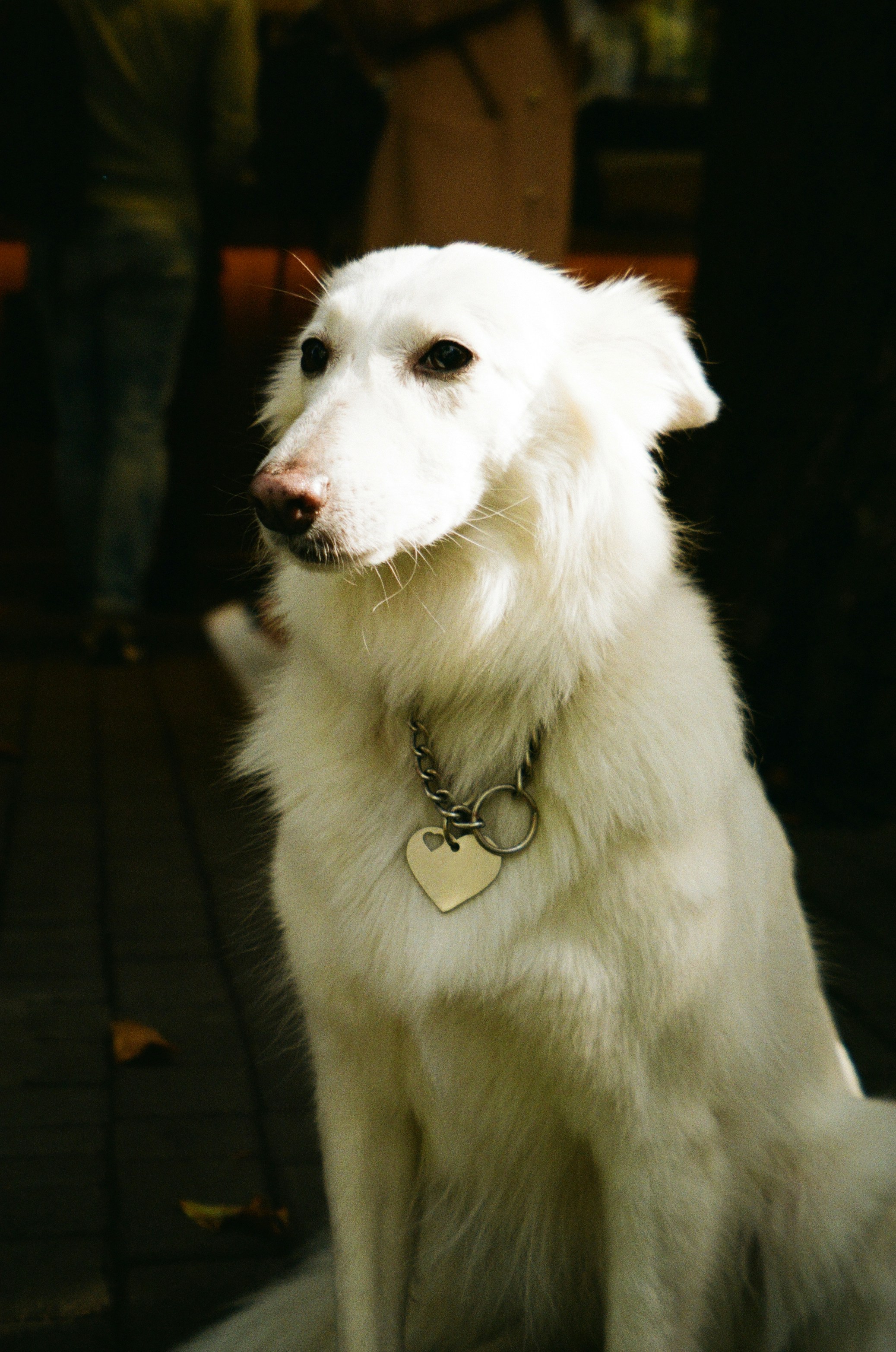 a white dog with a heart tag sitting on the ground