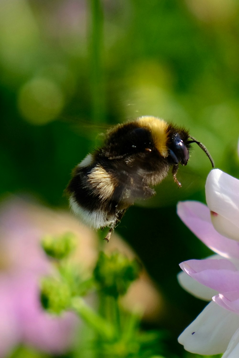 a bee flying towards a flower with a blurry background