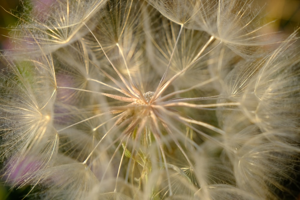 a close up of a dandelion with a blurry background