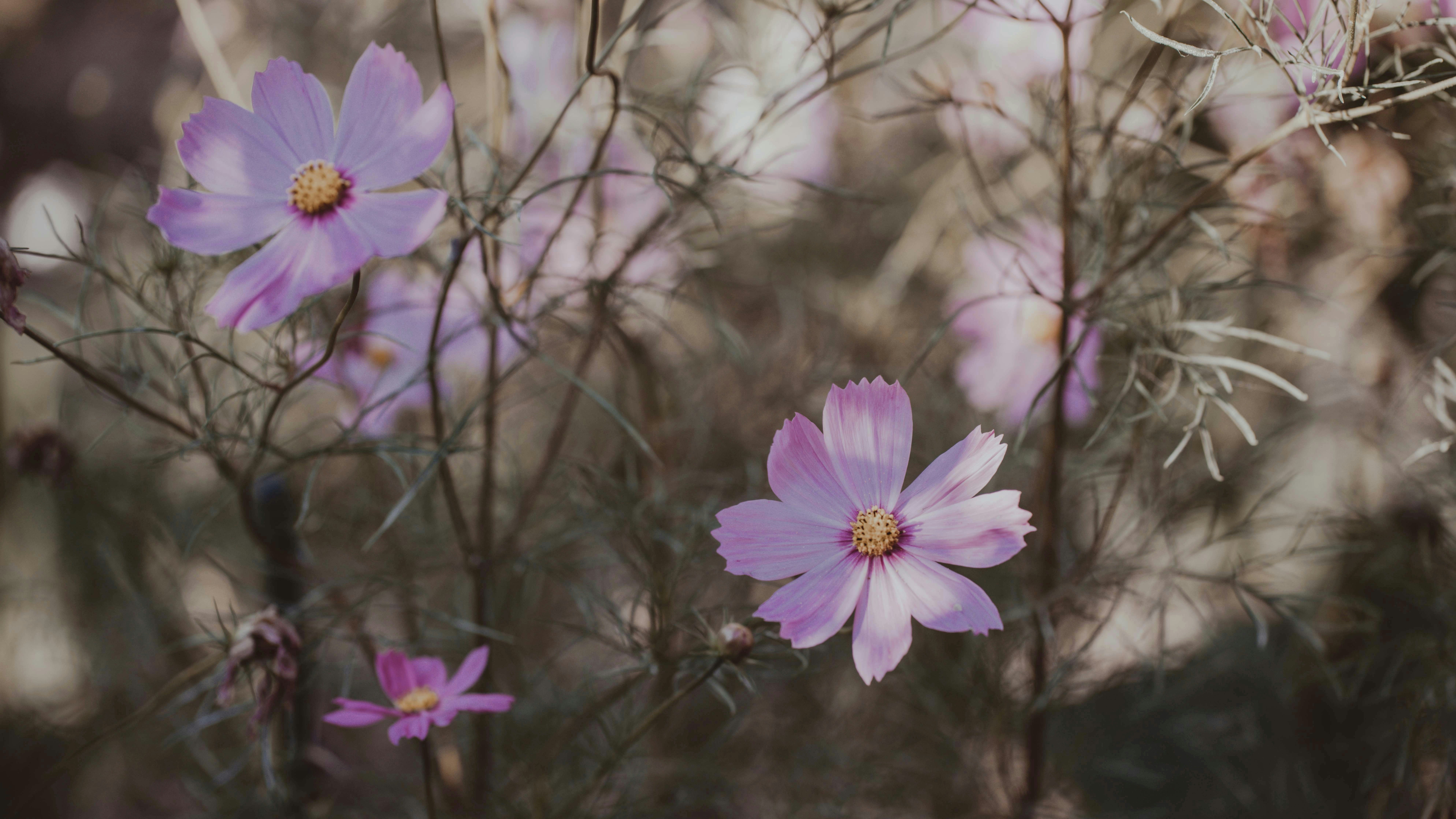 Photo by prics