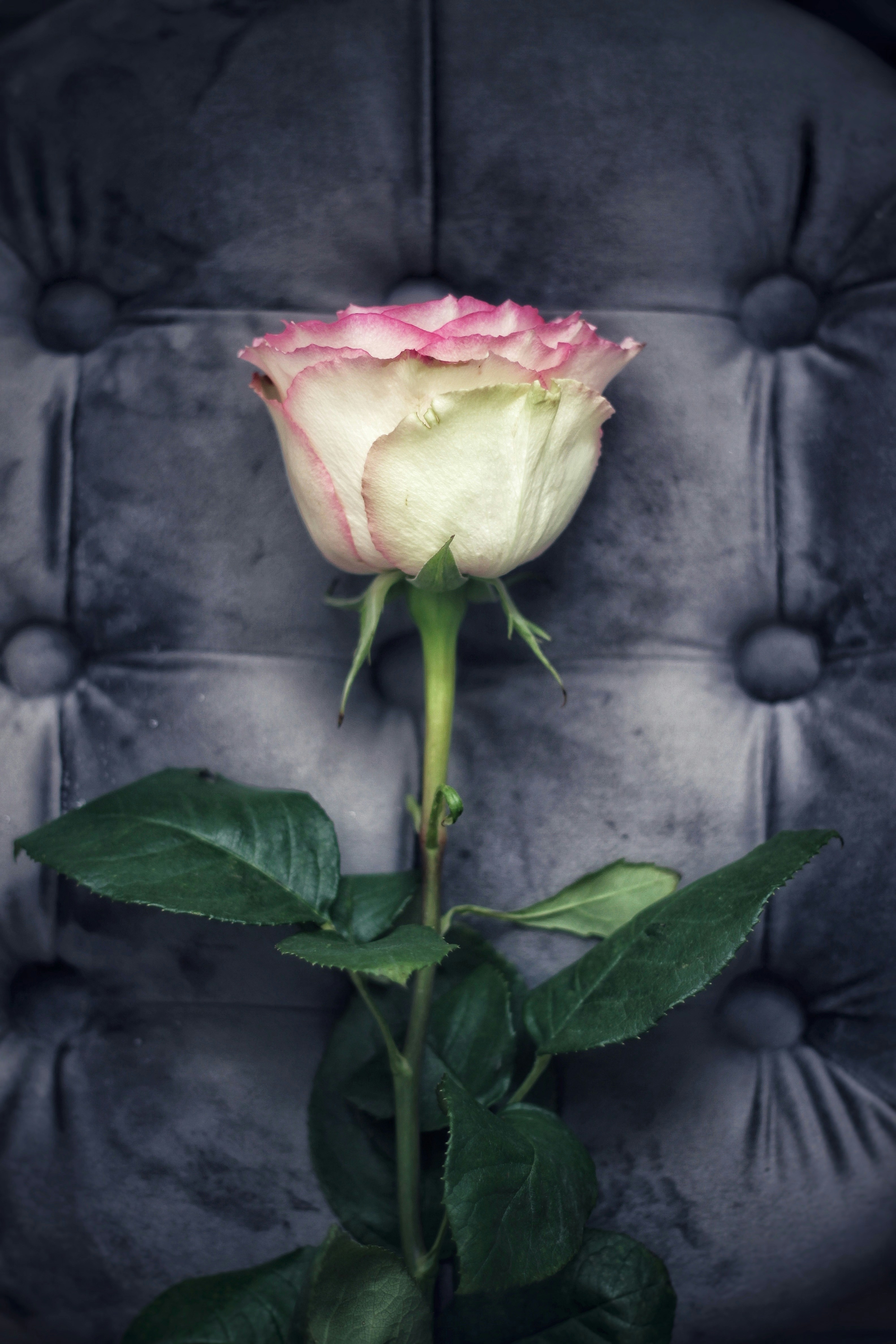 Photo by lilianflower