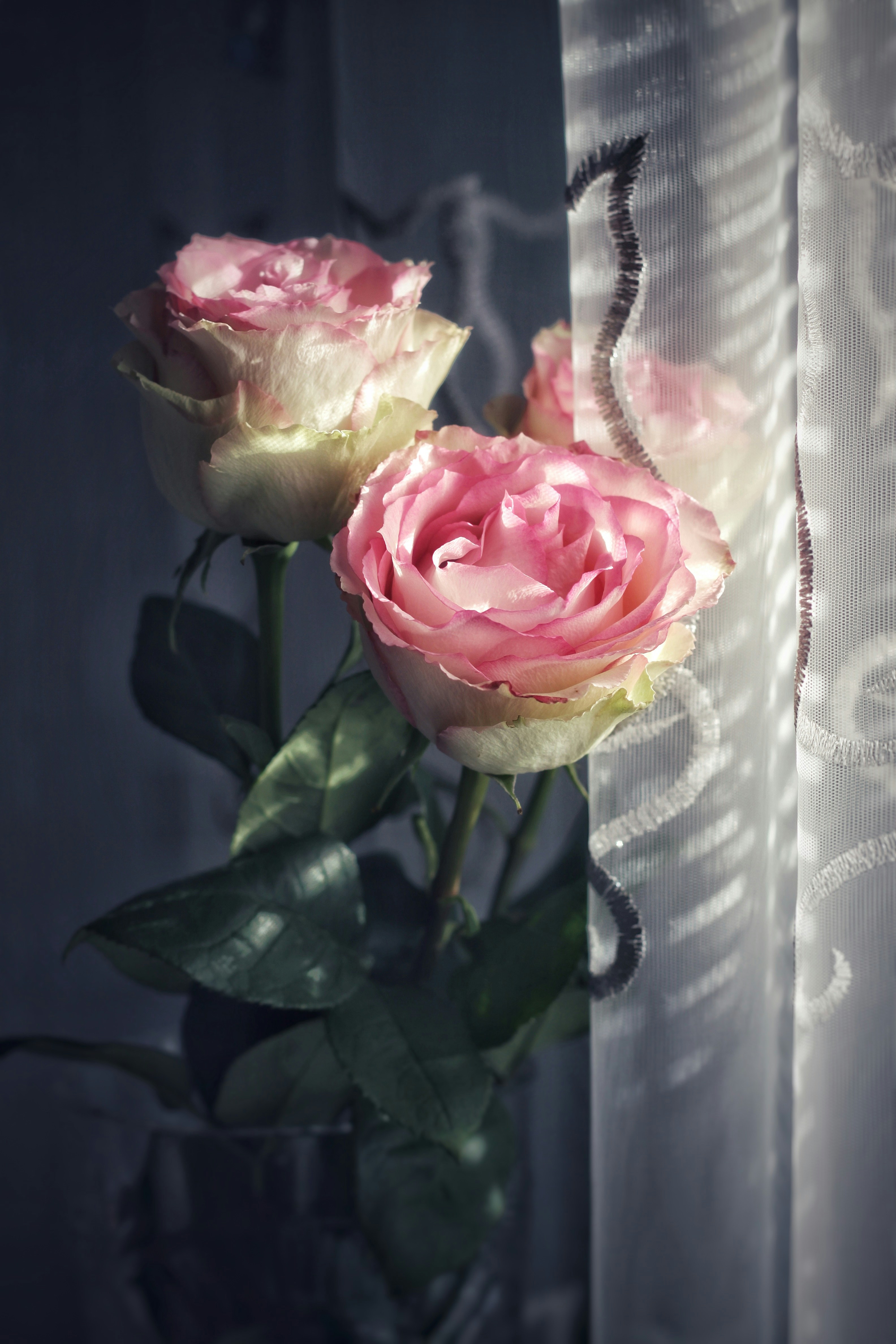 Photo by lilianflower