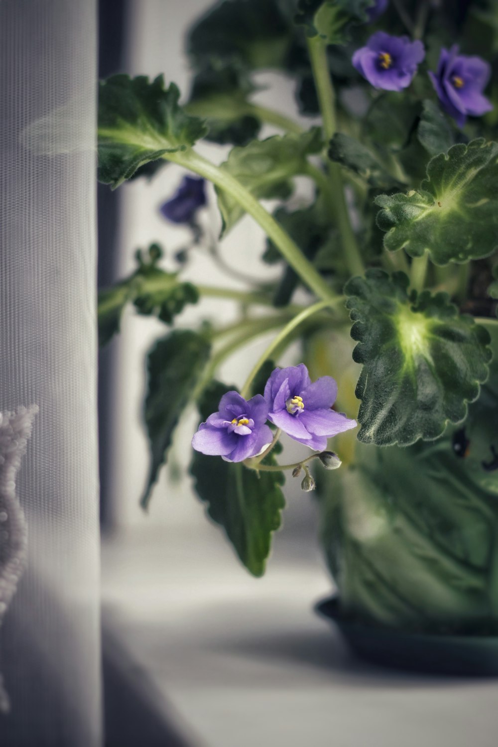 a potted plant with purple flowers sitting on a window sill