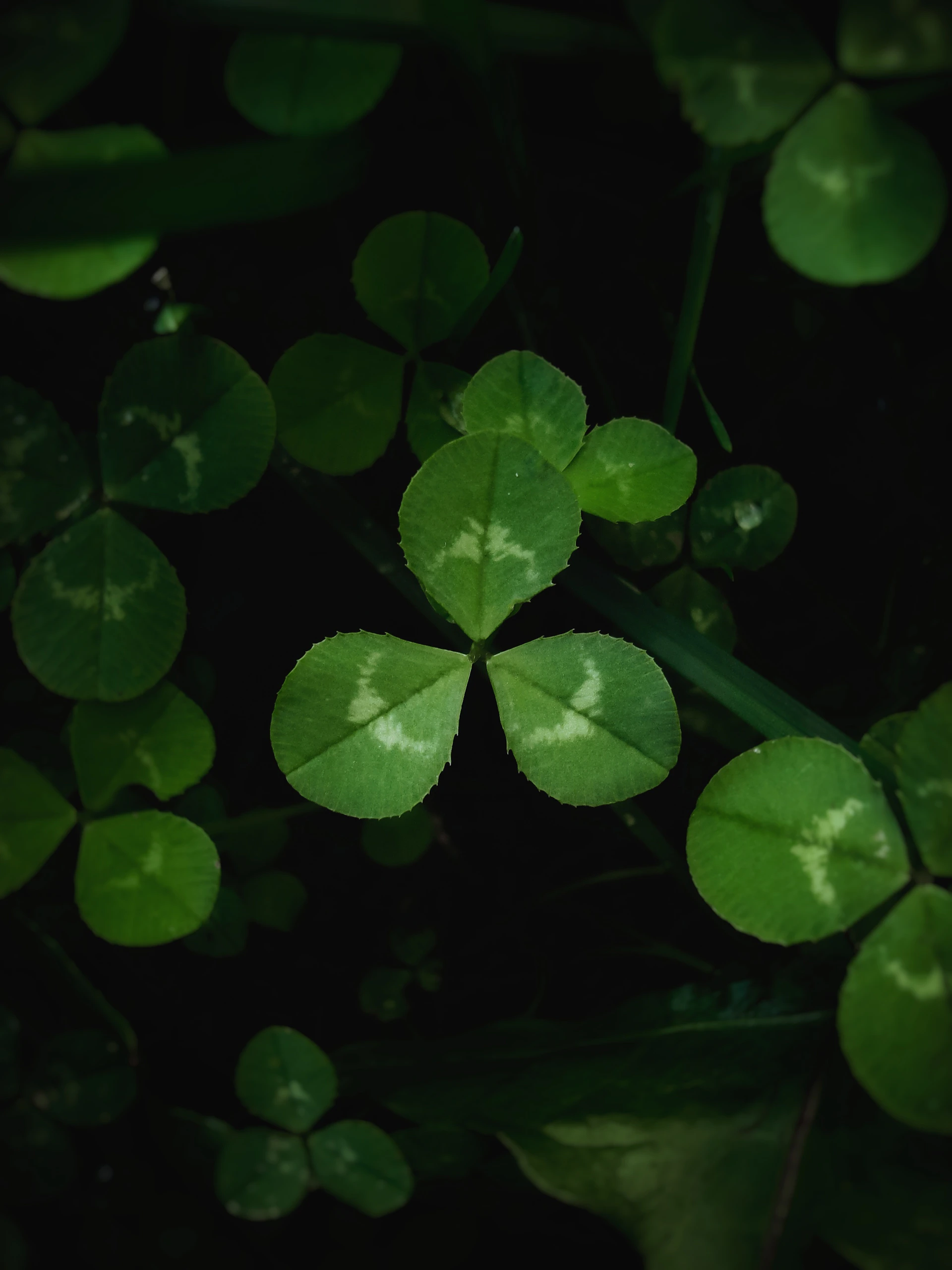 a group of green leaves in the dark