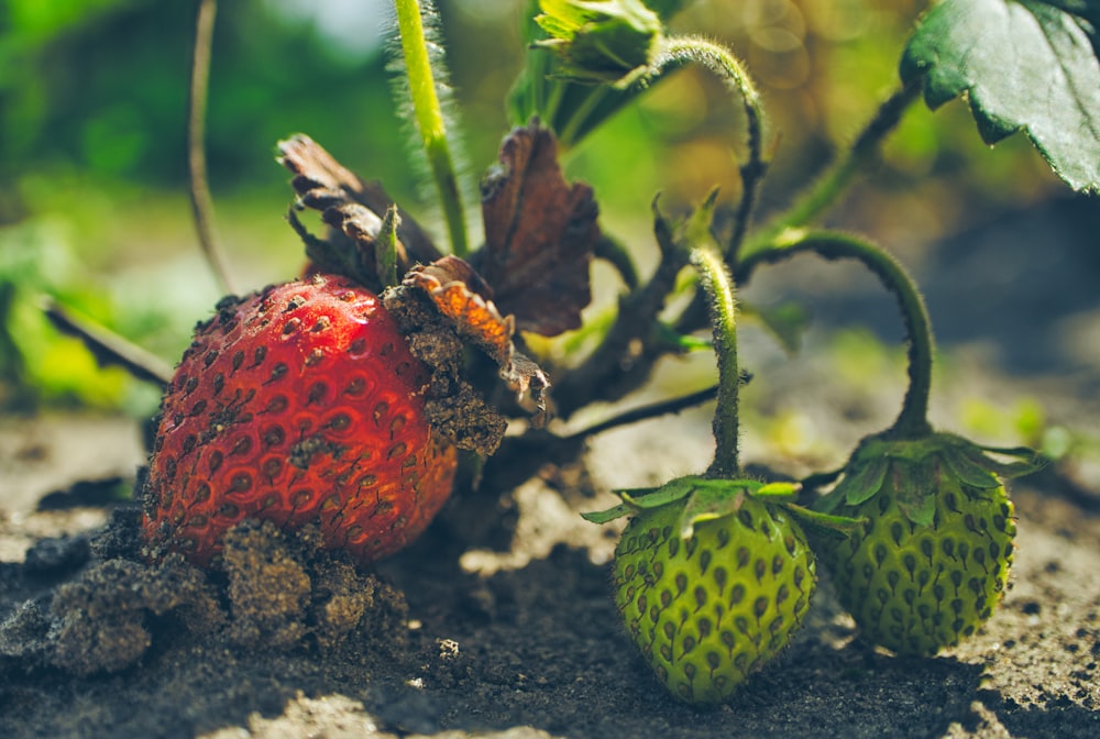 a close up of two strawberries on the ground