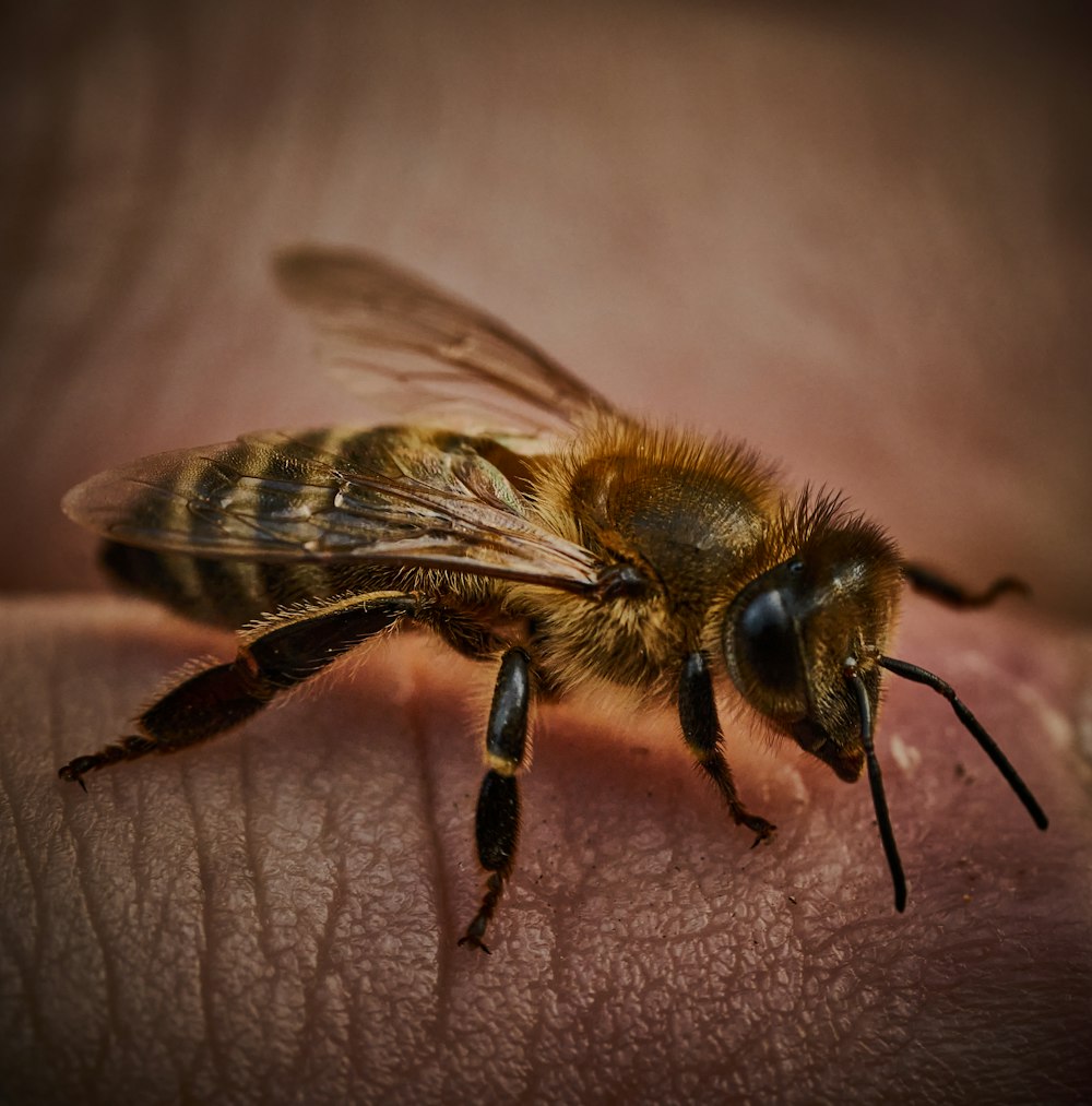 a close up of a bee on a person's hand