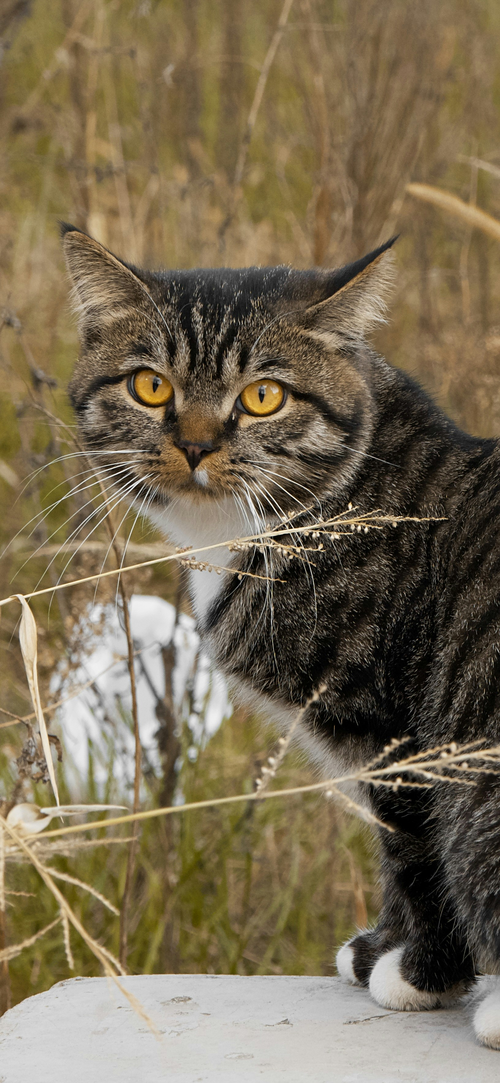Pallas’s Cats: Fluffy Patience in the Grasslands (image credits: unsplash)