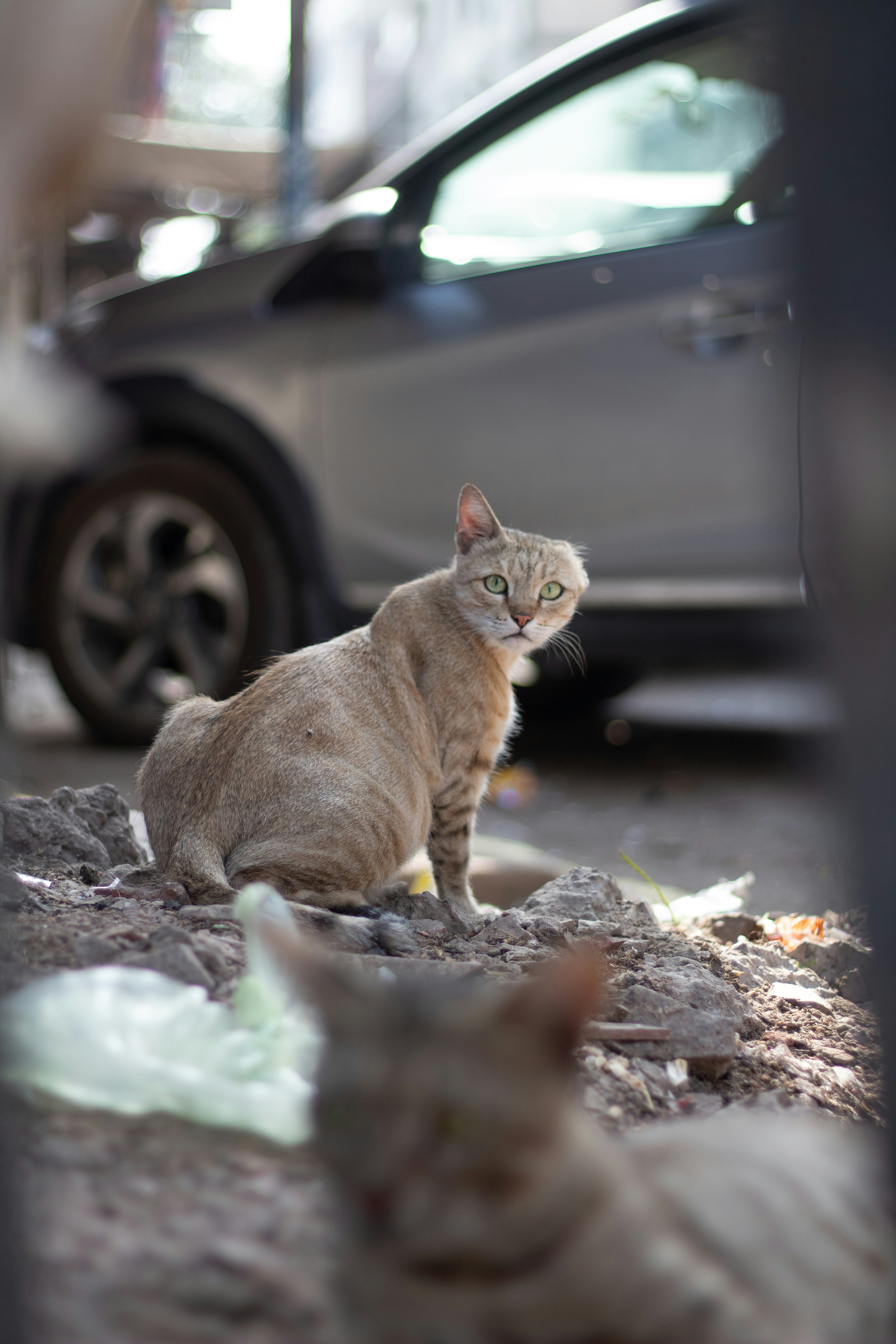 Un gato sentado en el suelo junto a un coche